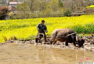 牛耕田图片,传统农耕文化的生动写照